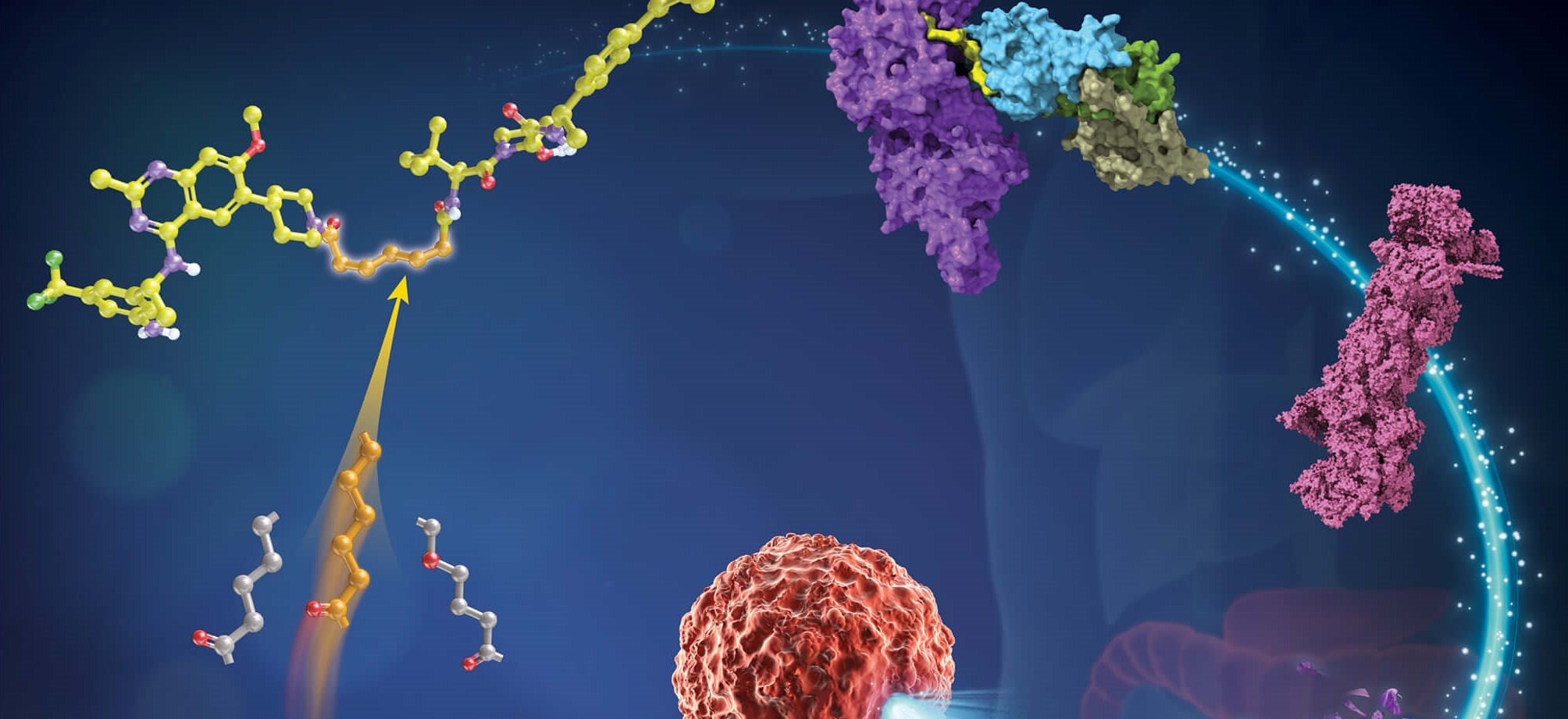 LetPub Journal Cover Art Design - Discovery of a Potent, Cooperative, and Selective SOS1 PROTAC ZZ151 with In Vivo Antitumor Efficacy in KRAS-Mutant Cancers