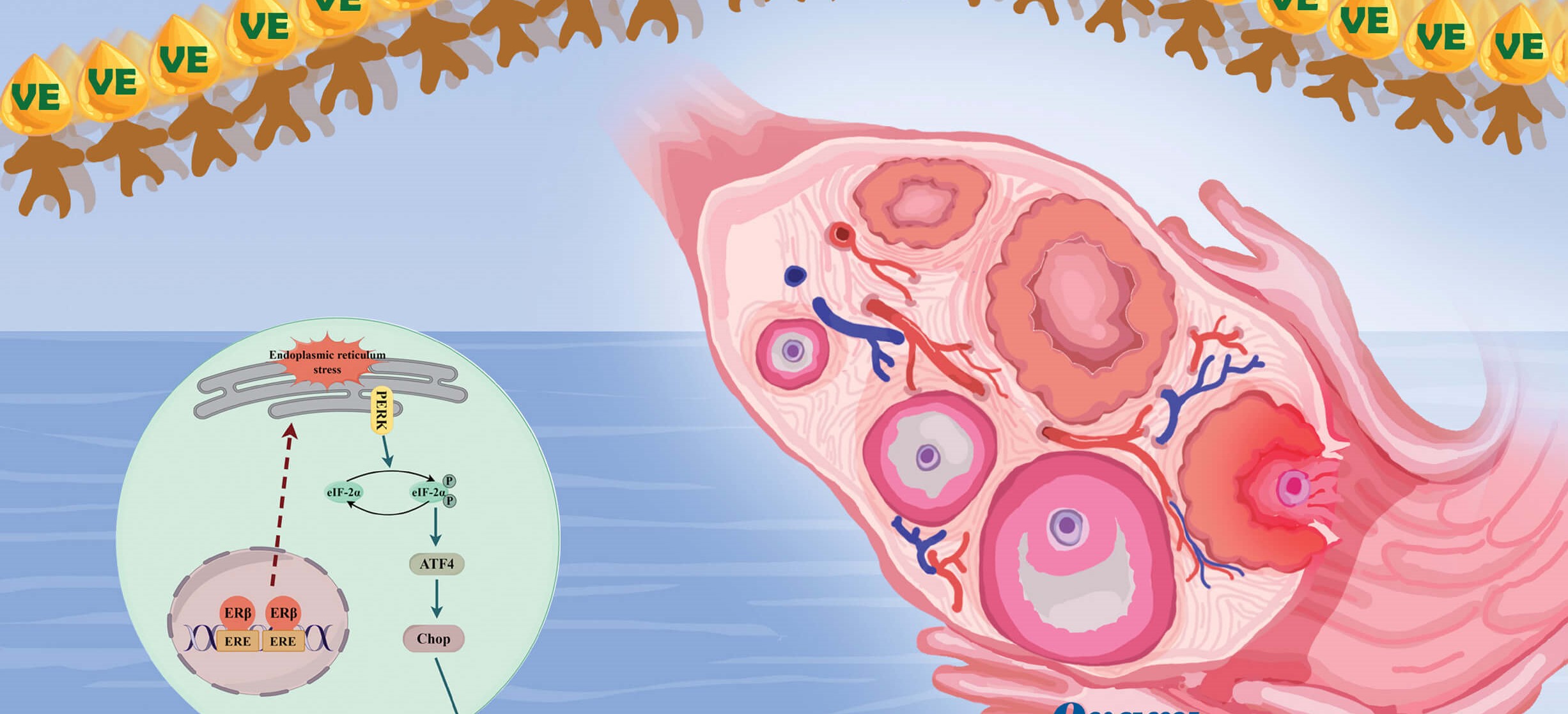 LetPub Journal Cover Art Design - Journal of Agricultural and Food Chemistry; Vitamin E Mitigates Apoptosis in Ovarian Granulosa Cells by Inhibiting Zearalenone-Induced Activation of the PERK/eIF-2α/ATF4/Chop Signaling Pathway